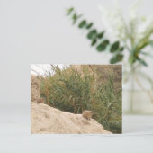 イスラエル、エイン・ゲディ、ロック・ハイラックス ポストカード (スタンド正面)