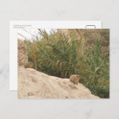 イスラエル、エイン・ゲディ、ロック・ハイラックス ポストカード (正面/裏面)