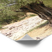 イスラエル・オリーブ・ツリー・ポスター ポスター (角)