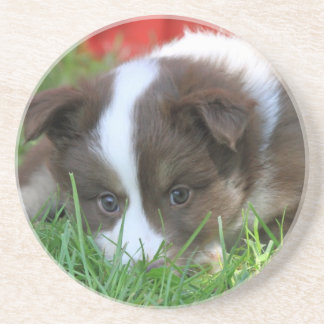 イスランド コースター