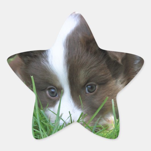 イスランド 星シール (正面)