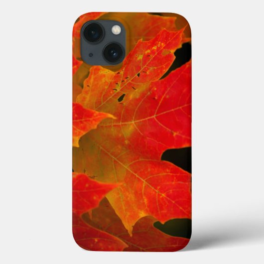 イタスカ州パーク、紅葉2 Case-Mate iPhoneケース (裏面)