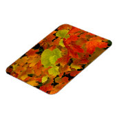 イタスカ州パーク、紅葉 マグネット (左側)