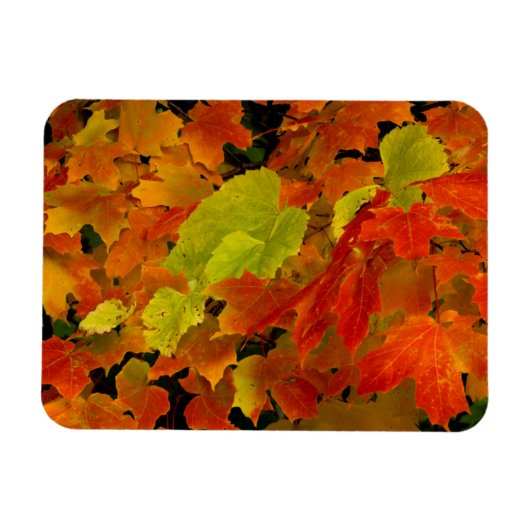 イタスカ州立公園の紅葉 マグネット (横)