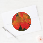 イタスカ州立公園の紅葉 2 ラウンドシール (封筒)