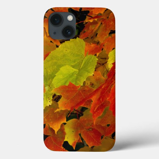 イタスカ州立公園の紅葉 Case-Mate iPhoneケース (裏面)