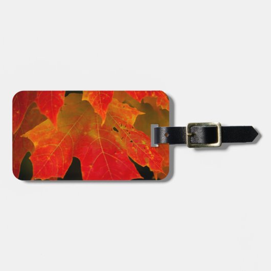 イタスカ州立公園、紅葉 2 ラゲッジタグ (正面横)