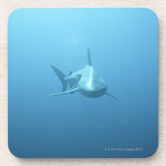 イタチザメの正面図 コースター (正面)