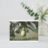 イタリアのオリーブ ポストカード (スタンド正面)