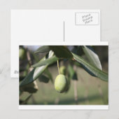 イタリアのオリーブ ポストカード (正面/裏面)