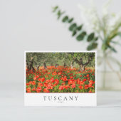 イタリアのトスカーナのオリーブの木の下のポピーの花 ポストカード (スタンド正面)