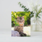 イタリアのラヴェッロのグリーンアイの猫 ポストカード (スタンド正面)