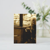 イタリアの空腹の犬 ポストカード (スタンド正面)