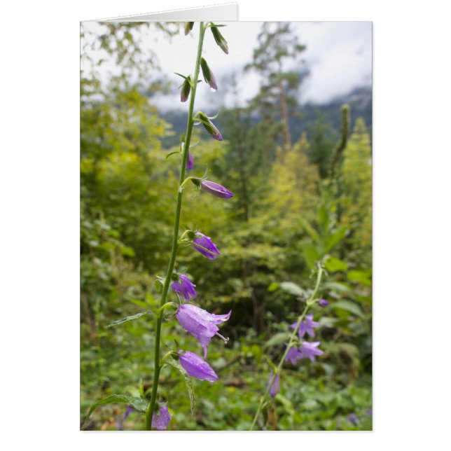 イタリアンなカード、Borgo Valsugana (正面)