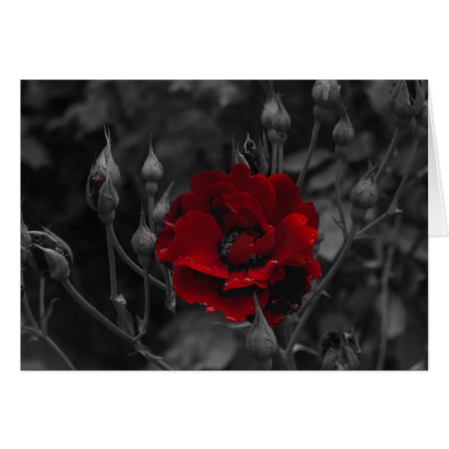 イタリアンなカード、Trento (正面横)