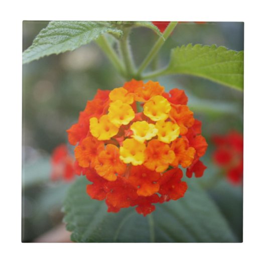 イタリアンな花 タイル (正面)