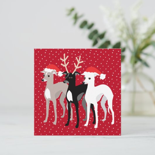 イタリアングレイハウンズホリデーパーティークリスマス (スタンド正面)