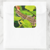 イタリアントカゲ スクエアシール (バッグ)