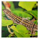 イタリアントカゲ タイル (正面)