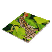 イタリアントカゲ タイル (側面)