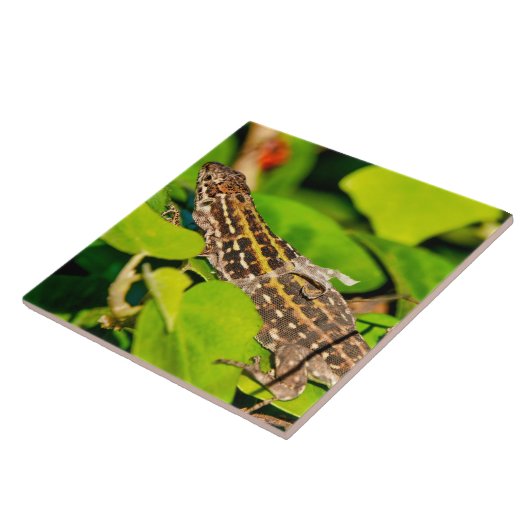 イタリアントカゲ タイル (側面)