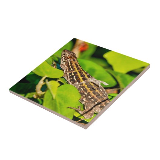 イタリアントカゲ タイル (側面)