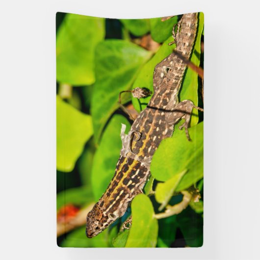 イタリアントカゲ 横断幕 (縦)