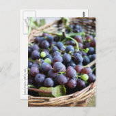 イタリアン葡萄はがき ポストカード (正面/裏面)
