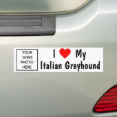 イタリアン・グレーハウンド バンパーステッカー (車上)
