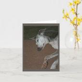 イタリアンGreyhound Card #2 カード (黄色い花)