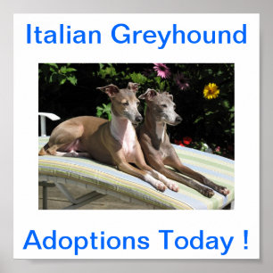 イタリアンGreyhound Dog Adoptions Todayシンボルや象徴 ポスター