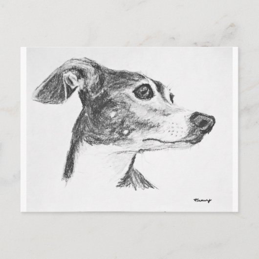 イタリアンGreyhound Sketch ポストカード (正面)