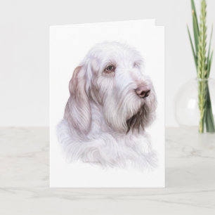 イタリア語Spinone Italiano カード