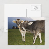 イタリア，アルト・アディゲ ポストカード (正面/裏面)