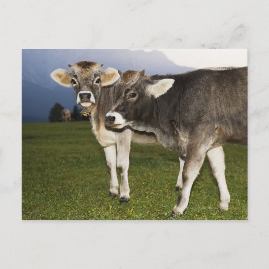 イタリア，アルト・アディゲ ポストカード (正面)