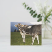 イタリア，アルト・アディゲ ポストカード (スタンド正面)