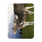 イタリア，アルト・アディゲ マグネット (縦)