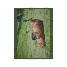 _イタリア_イタリア自然公園_馬を毛布にする