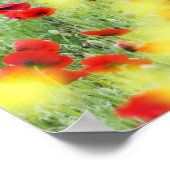 イタリア，シエナ，ポピー畑 ポスター (角)