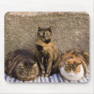 イタリア、チンクエテッレ、ヴェルナッツァ。三匹の猫 マウスパッド