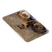 イタリア、チンケ・テール、ヴェルナッツァ。猫3匹 マグネット (右側)