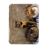イタリア、チンケ・テール、ヴェルナッツァ。猫3匹 マグネット (縦)