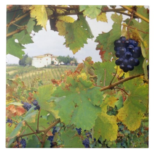 イタリア、トスカニーファームハウスを通して見た タイル (正面)