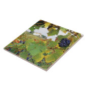 イタリア、トスカニーファームハウスを通して見た タイル (側面)