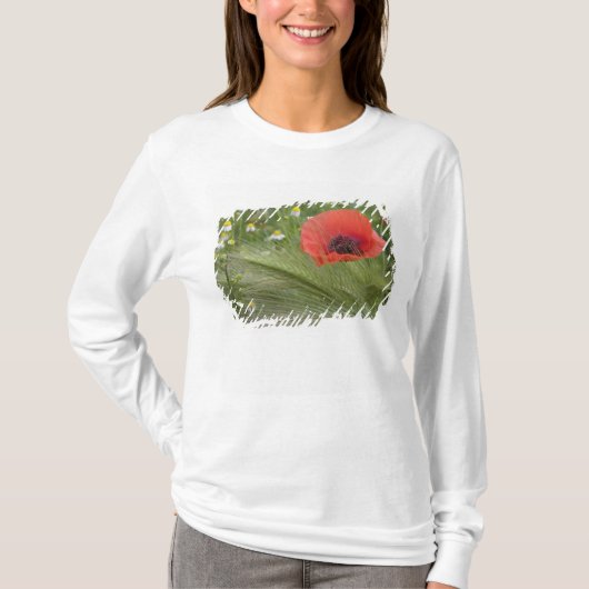 イタリア、トスカーナの赤いポピー花 Tシャツ (正面)