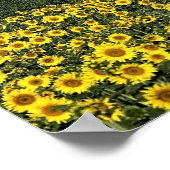 イタリア，トスカーナ州，ひまわり畑 ポスター (角)