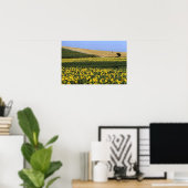 イタリア，トスカーナ州，ひまわり畑 ポスター (ホームオフィス)