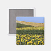 イタリア,トスカーナ州,ひまわり畑 マグネット (正面/裏面)