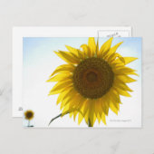 イタリア,トスカーナ州,フィールドに2つのヒマワリ ポストカード (正面/裏面)