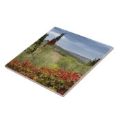 イタリア，トスカーナ州，モンタルチーノの近くのブドウ畑 タイル (側面)